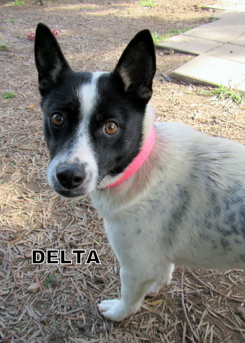 Delta