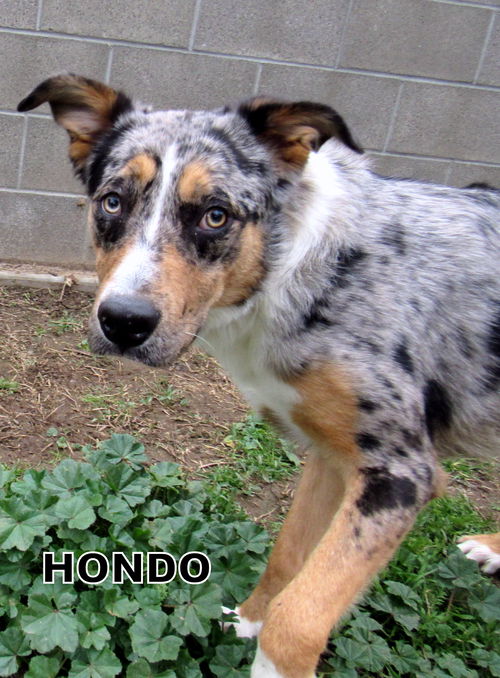 Hondo