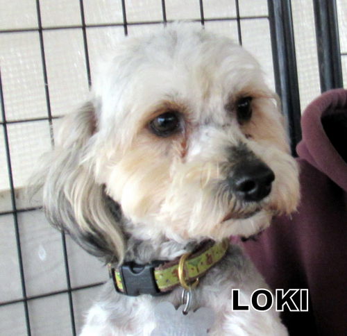 Loki (Ritzy)