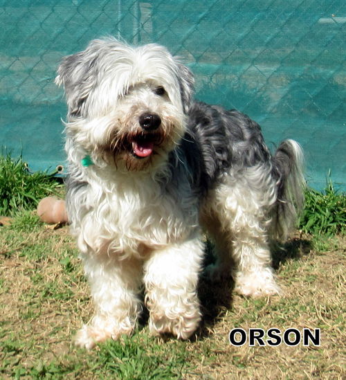 Orson (Ritzy-GrandPaws)