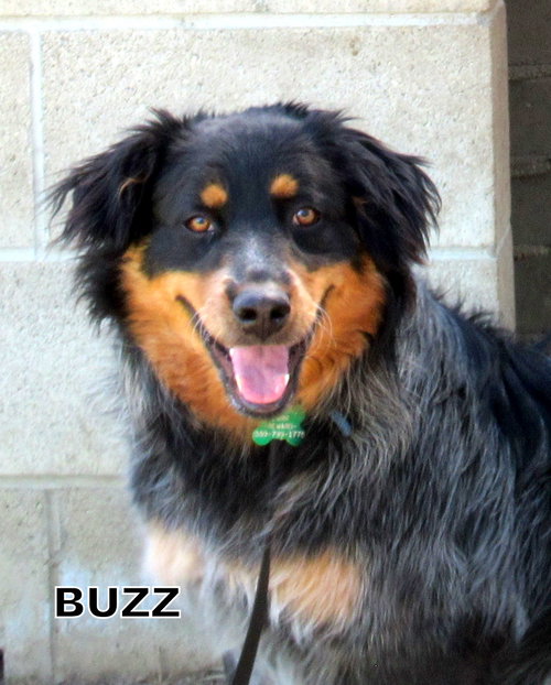 Buzz