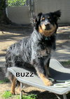 Buzz