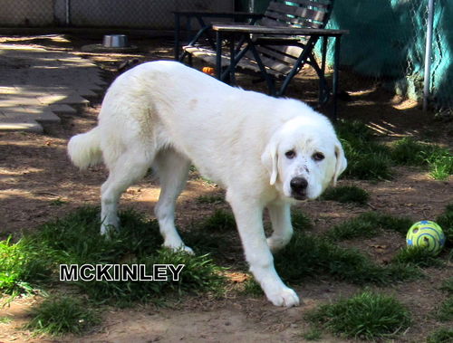 McKinley (Ritzy)