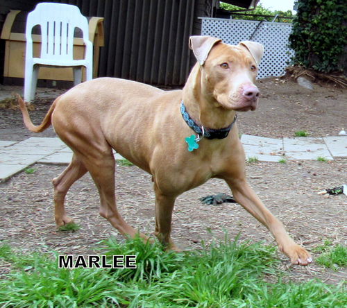 Marlee