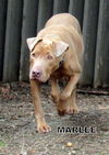 Marlee