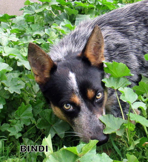 Bindi