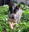 Bindi