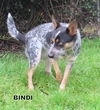 Bindi