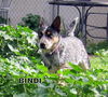 Bindi