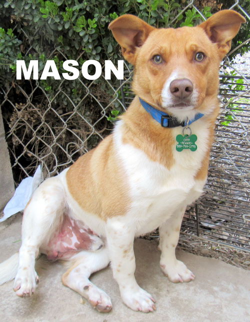 Mason