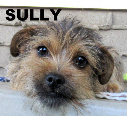 Sully