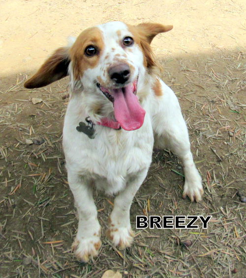 Breezy
