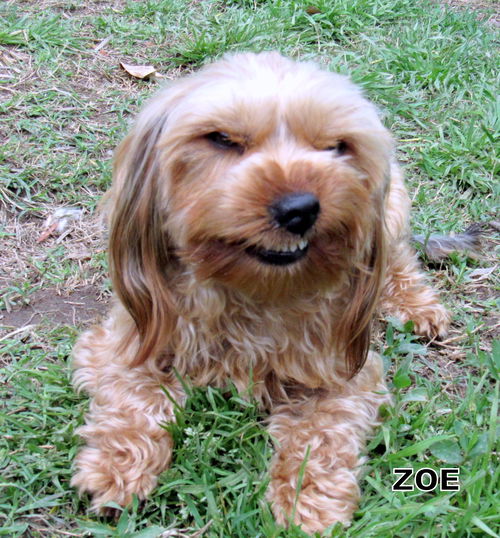 Zoe (Ritzy)