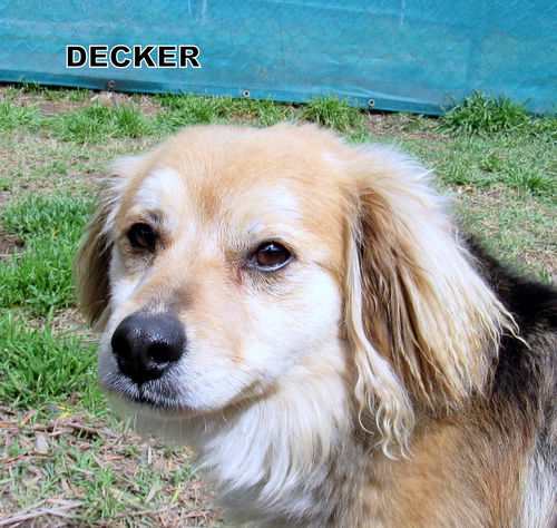 Decker