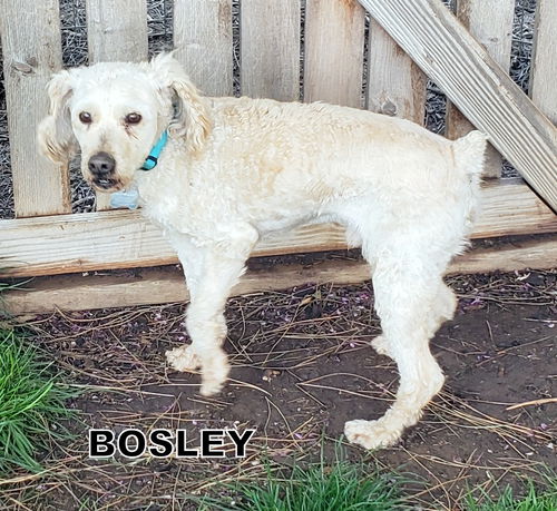 Bosley (Ritzy)
