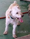 Bosley (Ritzy)