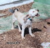 Bosley (Ritzy)