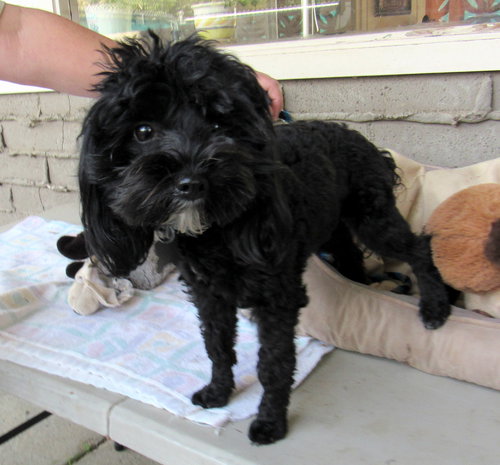 Muffin (Ritzy)