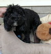 Muffin (Ritzy)