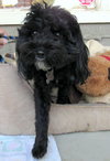 Muffin (Ritzy)