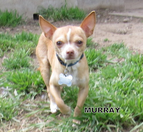Murray