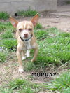 Murray