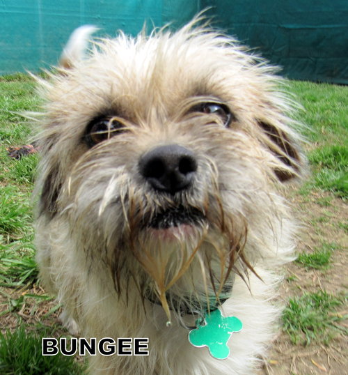 Bungee
