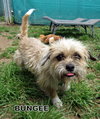 Bungee