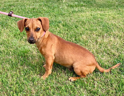 Red (Puppy)