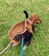 Red (Puppy)