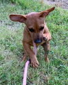 Red (Puppy)