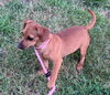 Red (Puppy)