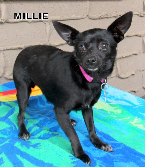 Millie