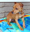 Retro (Puppy)