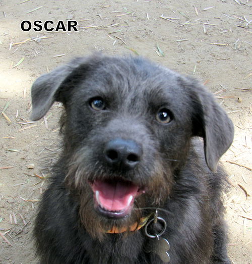 Oscar