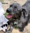 Oscar