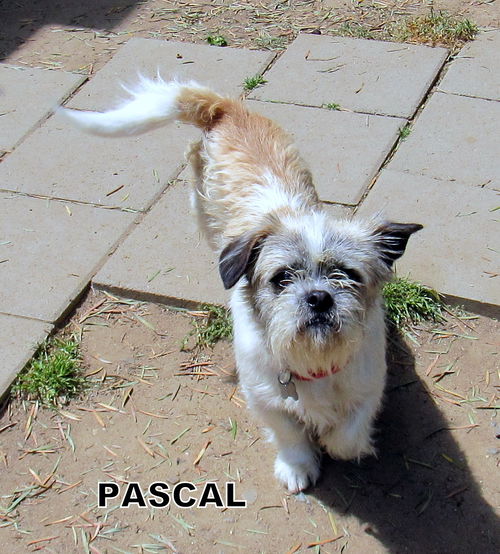 Pascal (Ritzy)