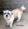 Pascal (Ritzy)