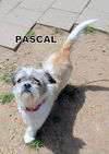 Pascal (Ritzy)