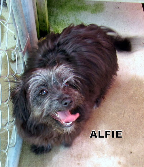 Alfie (Posh Puppy)