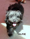 Alfie (Posh Puppy)