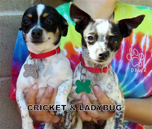Ladybug & Cricket