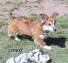 Jimbo (Puppy)