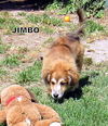 Jimbo (Puppy)