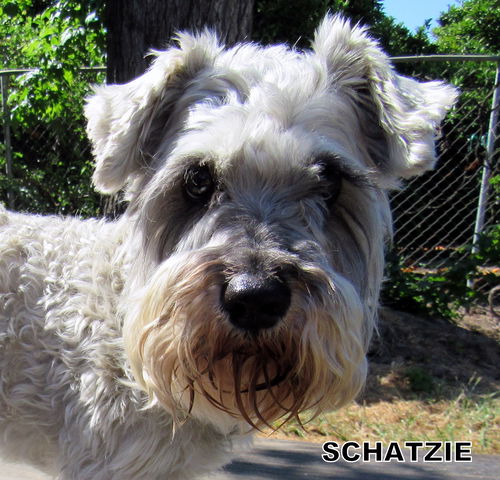 Schatzie (Ritzy)