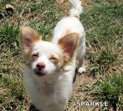 Sparkle