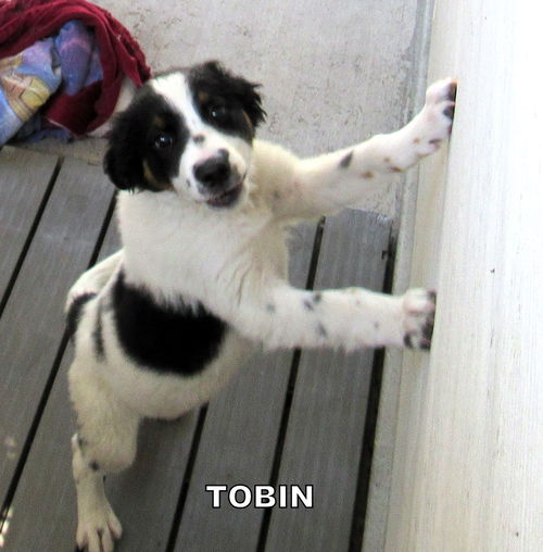 Tobin (Puppy)