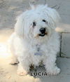 Lucia (Ritzy)