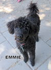 Emmie (Ritzy)