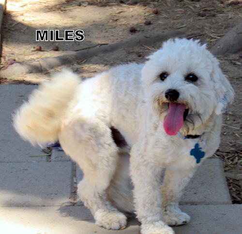 Miles (Ritzy)